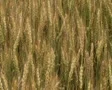 Traveling Through Wheat Field 02 SD Footage