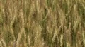 Traveling Through Wheat Field 02 HD Footage