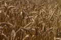 Traveling Through Wheat Field Footage