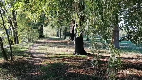 Traveling through the willow forest with rusty leaves Stock Footage 141710056