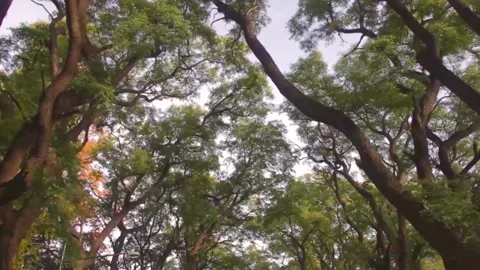 Traveling trough trees in the forest Stock Footage 208185811