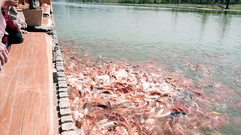 Traveller feed crap fish and take photo Stock Footage 129346570