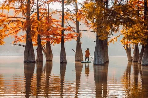 Traveller float on stand up paddle board at lake with Taxodium trees in autum Stock Photos