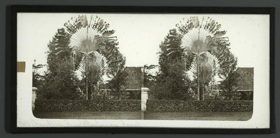 Traveller s Tree Buitenzorg (Java).. Copyright: xpiemagsx rikmpie02032021-... Fotos Stock