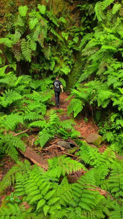 Traveller strolls along a path lined with vibrant ferns in a dense forest Stock Footage 308401596