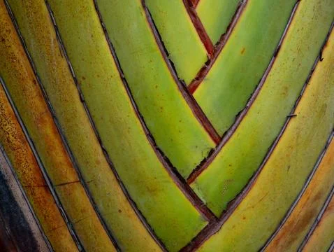 Travellers Palm Leaf Pattern. Natural Green Texture Background. Foto stock