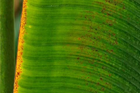 Traveller's tree leaf close -up Stock Photos