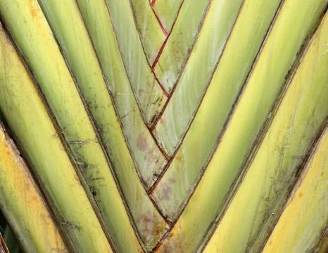 Traveller's tree Stock Photos