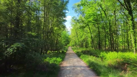 Travelling along a path through a forest Stock Footage 156801299