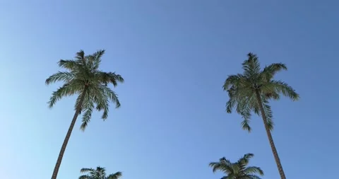 Travelling below rows of Queen Palms. 53° tilt-up shot. Two seamless loops. Stock Footage 173121819