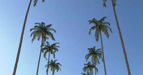 Travelling below rows of Queen Palms. 35° tilt-up shot. Two seamless loops. Stock Footage 173121828