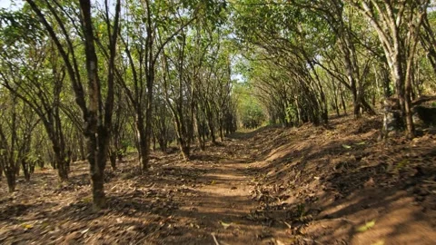 Travelling between coffee trees in a coffee field, in Ethiopia Stock Footage 200220385