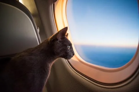 Travelling cat Stock Photos