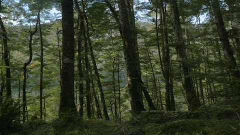Travelling in a dense forest with trees and moss, in New Zealand Stock Footage 219233595