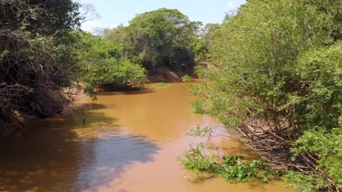 Travelling down Amazon Yacuma River in Bolivian Pampas Stock Footage 132869862