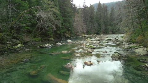 Travelling down a river through a forest in northwestern BC Stock Footage 220935561