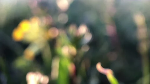 Travelling fleurs Stock Footage 137813830
