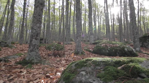 Travelling in the forest 스톡 동영상 51925379