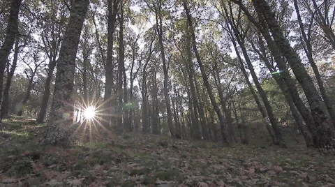 Travelling in the forest Stock Footage 51926424