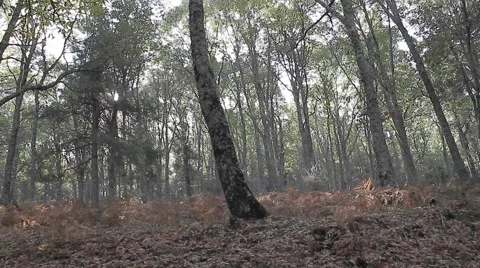 Travelling in the forest Stock Footage 51940376