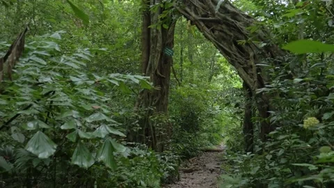 Travelling in a lush forest with a path under a big tree, in Vietnam Stock Footage 232492224