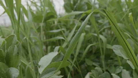 Travelling macro inside a verdant garden with large green leaves Stock Footage 289743783
