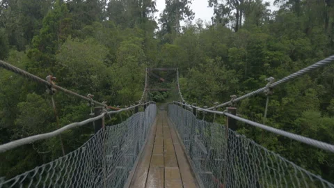 Travelling on a monkey bridge in the rainy forest, in New Zealand Stock Footage 219904352
