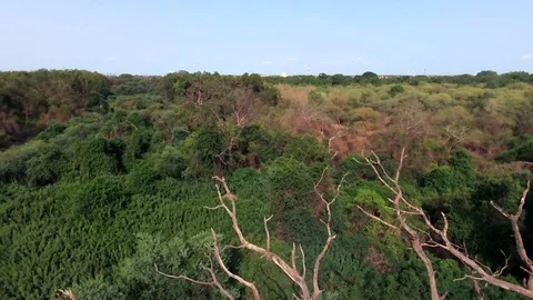 Travelling over a dry tree by a natural lake Stock Footage 80345752