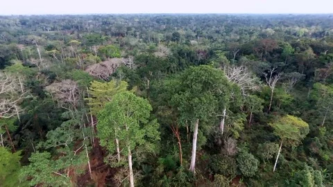 Travelling over equatorial forest Stock Footage 80578289