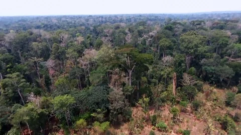 Travelling over equatorial forest Stock Footage 80578574