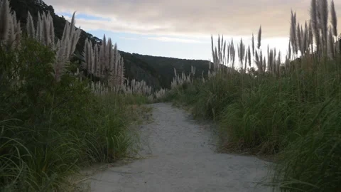 Travelling on a path surrounded by reeds at the end of the day, in New Zealand Stock Footage 220031520