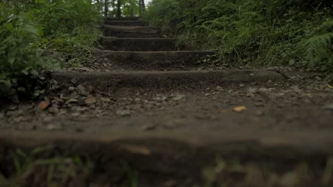 Travelling up Scottish Forest steps Stock Footage 113159871
