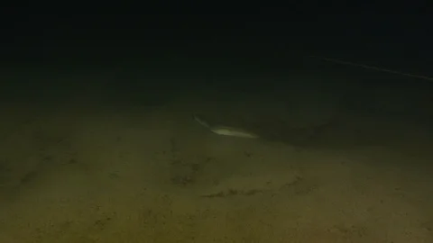 Travelling shot on lake eel on the sandy bottom, Albano lake, Italy Stock Footage 107604708