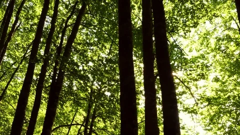 Travelling shot of sun through trees in the forest Video stock 80661118