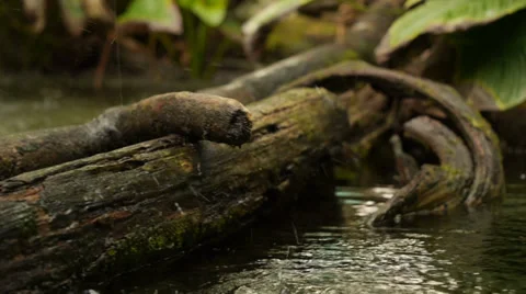 Travelling slider forest river and rain Stock Footage 34233331