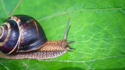 Travelling snail Stock Footage 43719998