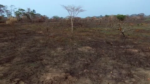 Travelling through dry trees in a burnt land Stock Footage 80561214