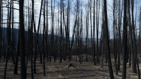 Travelling Through Forest Of Burned Trees Stock Footage 120840156