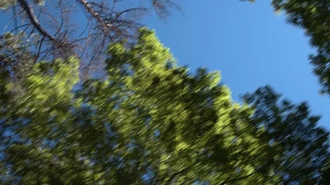 Travelling through trees Stock Footage 72683732