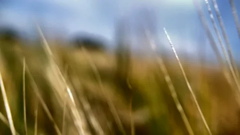 Travelling through a wheat field Vidéo 138490359