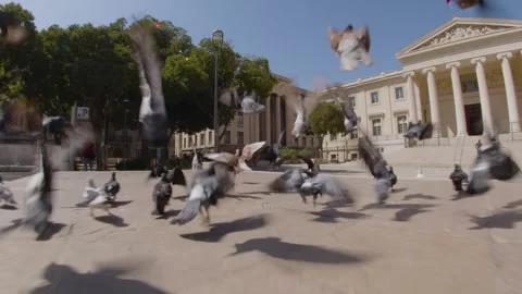 Travelling towards a group of pigeons taking flight in a town square, France Stock Footage 289624731