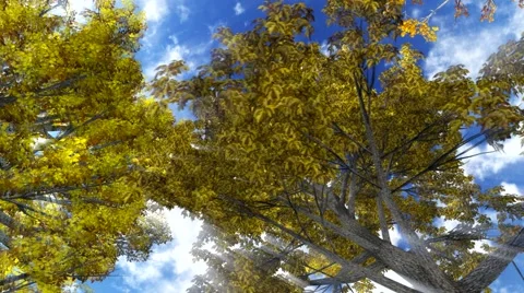 Travelling under trees during fall season Stockbeeldmateriaal 43394349