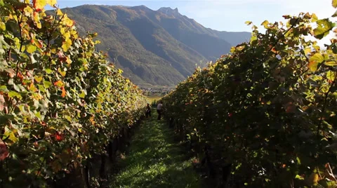Travelling vineyard Stock Footage 36558153