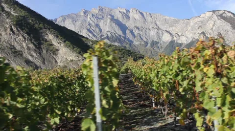 Travelling vineyard side Stock Footage 36558107