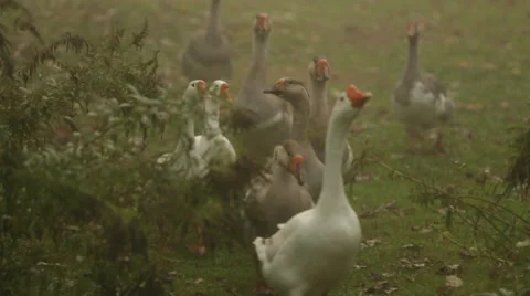 Traversing Geese Stock Footage 37207706