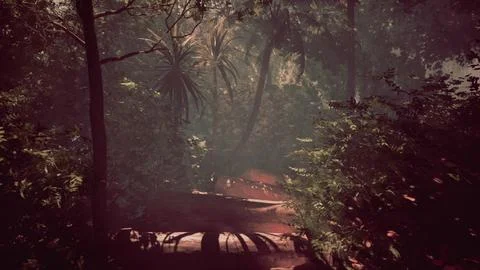 Traversing a misty forest trail in the tropics Stock Illustration