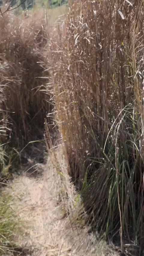 Traversing the Tall, Dry Grass Stock Footage 340004926