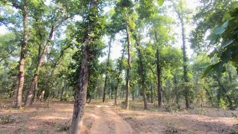 Traversing through the pleasant landscape of Sanjay Dubri national park Stock Footage 303552963