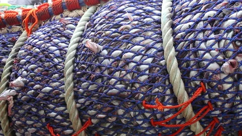 A trawl filled with freshly caught fish lies on the deck of the ship. Stock Footage 163206696