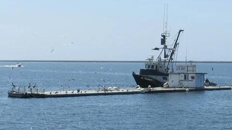 Trawler and Bait Barge Stock Footage 95764002
